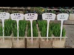 LEUCINE dan HISTIDINE untuk ROOT