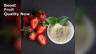 Pupuk Kalsium Organik Meningkatkan Hasil Buah