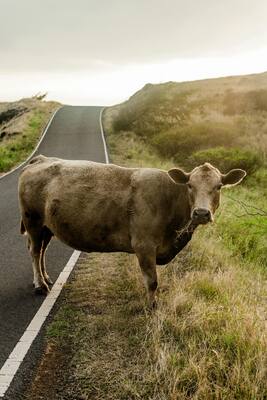 Amino Acid Powder Fertilizer with 40% Amino Acid Content Provides Balanced Nutrition and Enhances Soil Fertility